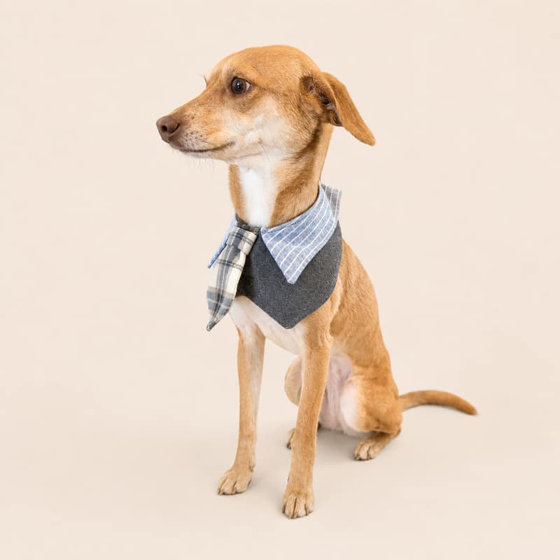 领带学院风口水巾宠物纸样 — select-Preppy_Style_Bib_Tie